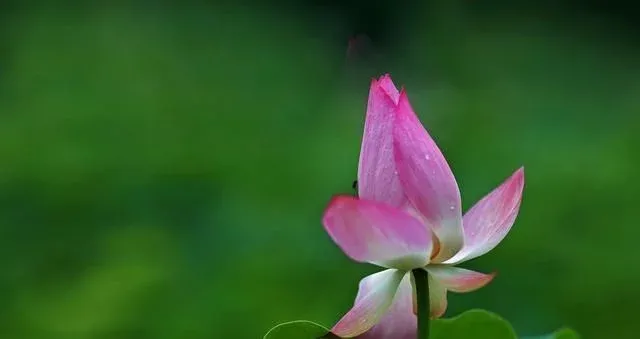 四字真言|人生少有灾祸，福气不请自来