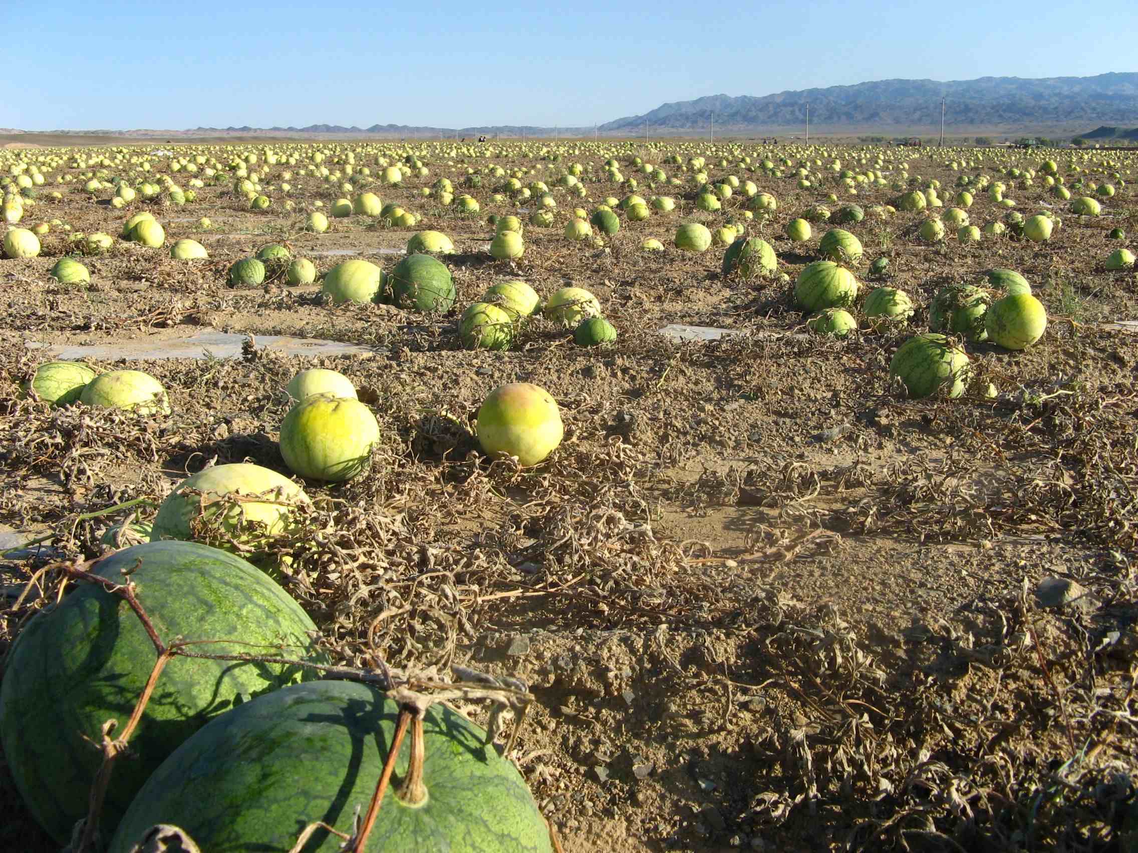西瓜子是西瓜里的籽吗|第一次知道西瓜子原来是这么来的！
