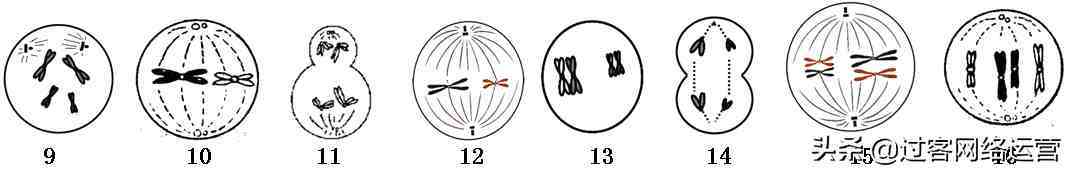 高中生物会考知识点详细总结