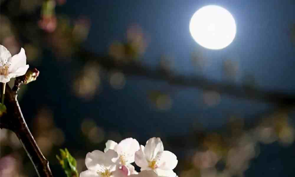 朱砂痣的爱情含义是|朱砂痣和白月光各代表什么？