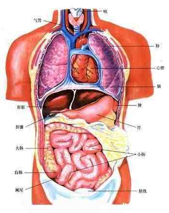 人的身体构造图||人体五脏六腑器官分布图