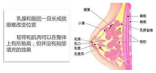 bra是什么意思|穿Bra真的可以防止胸部下垂吗？