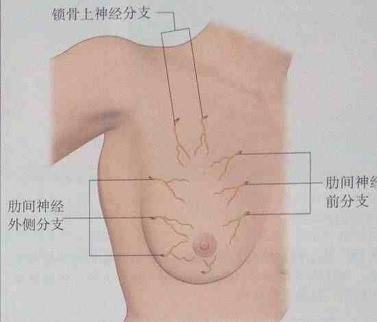 bra是什么意思|穿Bra真的可以防止胸部下垂吗？