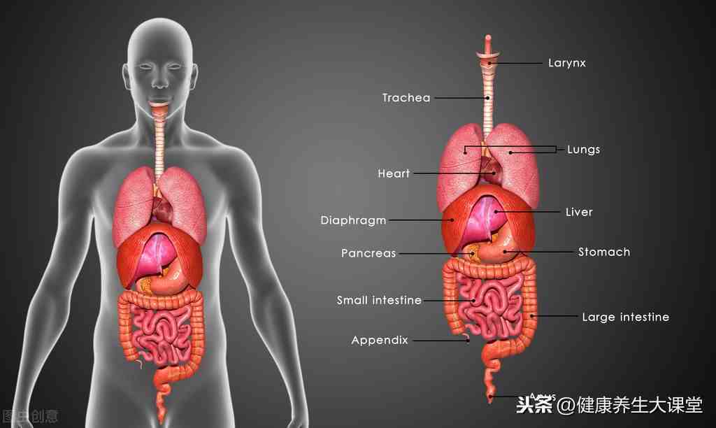 五脏六腑的功能|五脏六腑的关系及功能