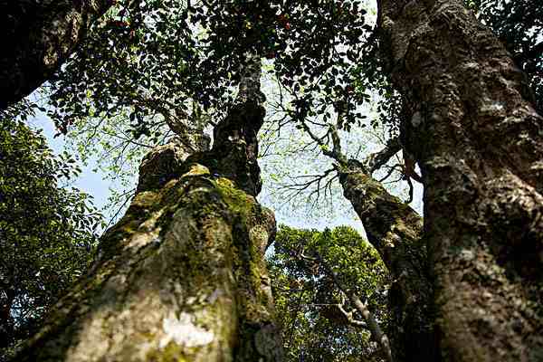 这10种树堪称世界奇特，不光长相怪异，有的还能“救人”！