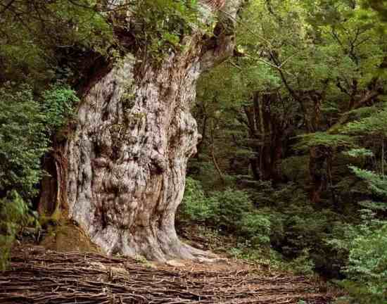 这10种树堪称世界奇特，不光长相怪异，有的还能“救人”！