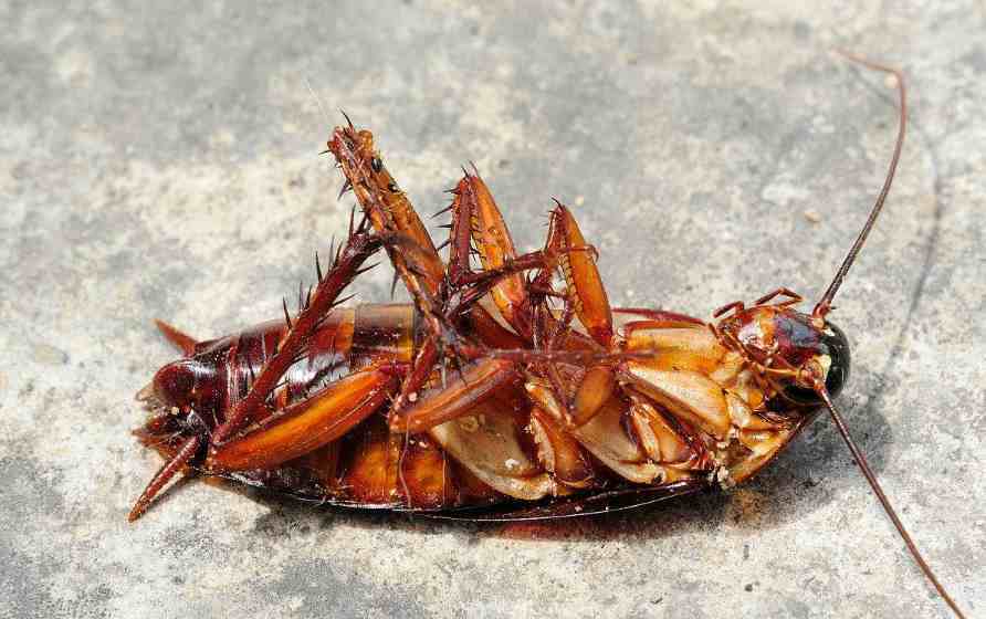 蟑螂到底吃什么东西？俗称偷油婆，那么是吃油吗？