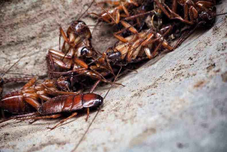 蟑螂到底吃什么东西？俗称偷油婆，那么是吃油吗？