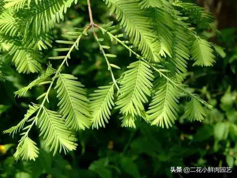 十大珍稀植物，一起了解一下