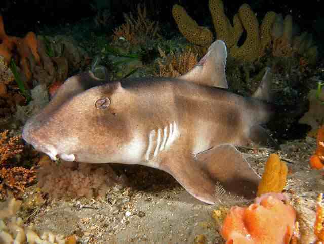 百科分享-鲨鱼的种类和介绍