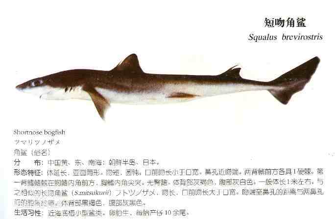 百科分享-鲨鱼的种类和介绍