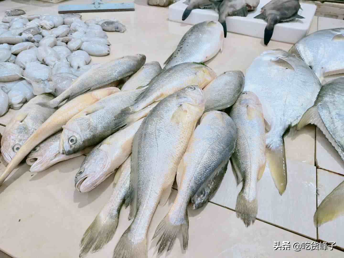 黄花鱼图片|黄花鱼多少钱一斤