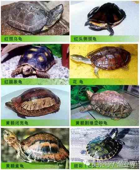 龟的种类（图片大全）