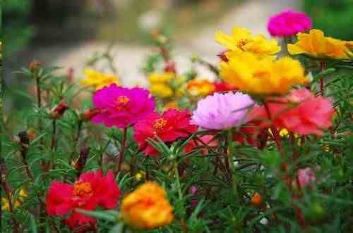 从此识花不求人系列（2）——草本花卉，色彩丰富，花园很常见