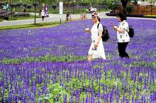 从此识花不求人系列（2）——草本花卉，色彩丰富，花园很常见