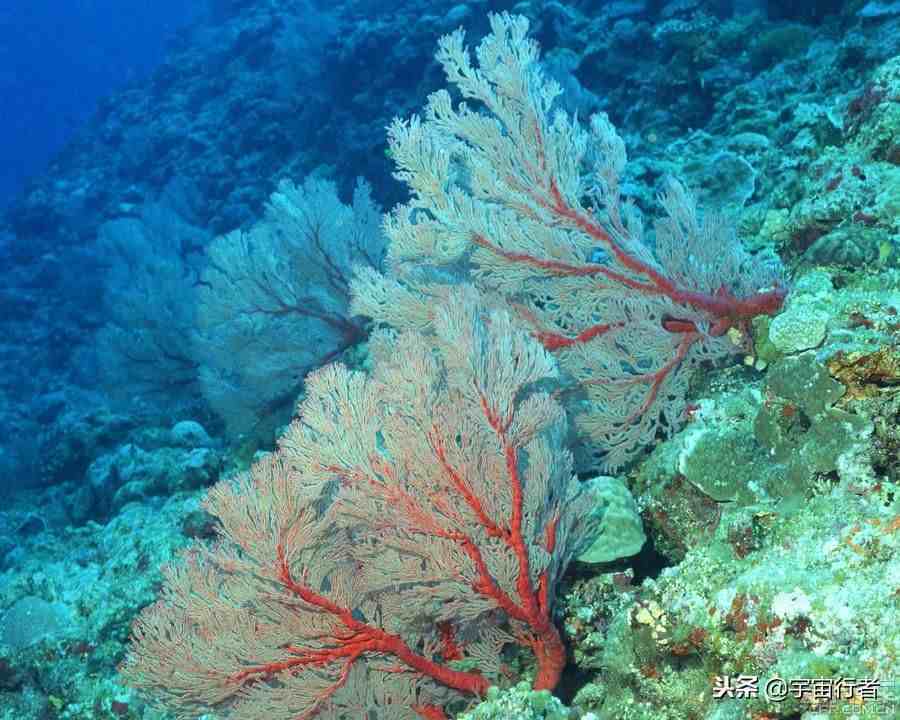珊瑚是生物吗|珊瑚到底是动物还是植物？