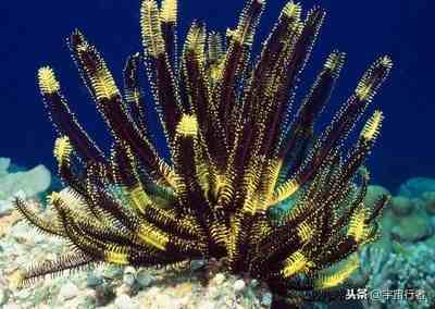 珊瑚是生物吗 珊瑚到底是动物还是植物 生活指南百科全书