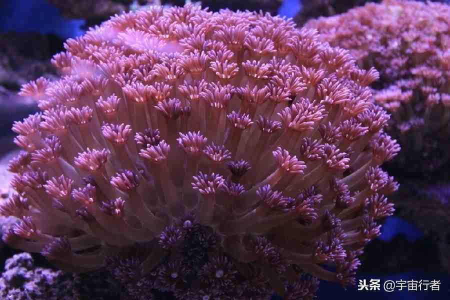 珊瑚是生物吗|珊瑚到底是动物还是植物？