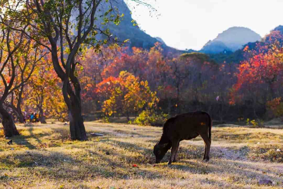 桂林周边这5处大美之地，藏着广西醉美秋景，现在去合适