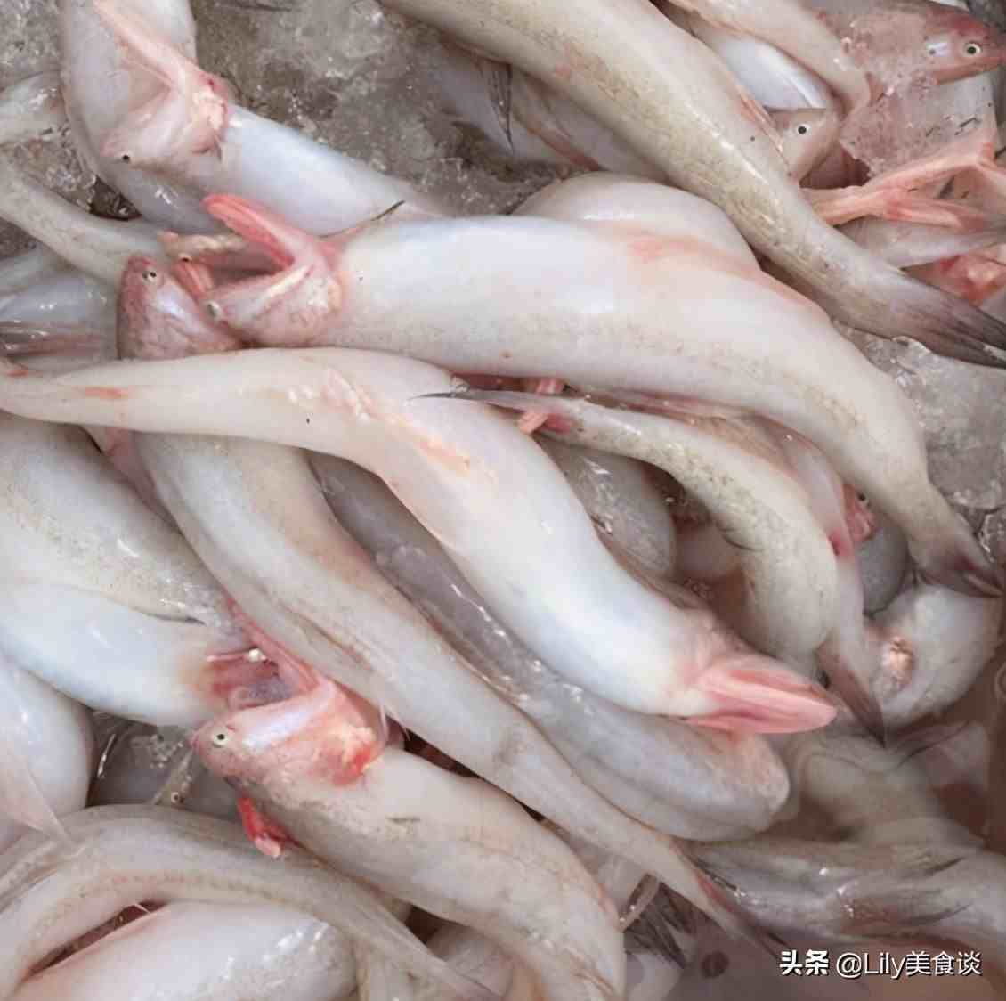 生活知識科普大全海魚的種類圖片6種海魚