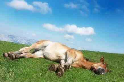 马是怎么睡觉的，居然也会躺着睡觉？