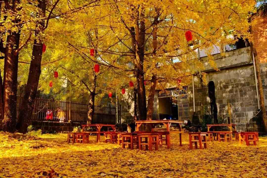 中国最美10大银杏村，现在挑一个赏叶正好