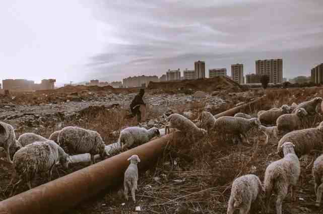 最后的城市牧羊人：呼和浩特草原消失，在堆满垃圾的草场放牧