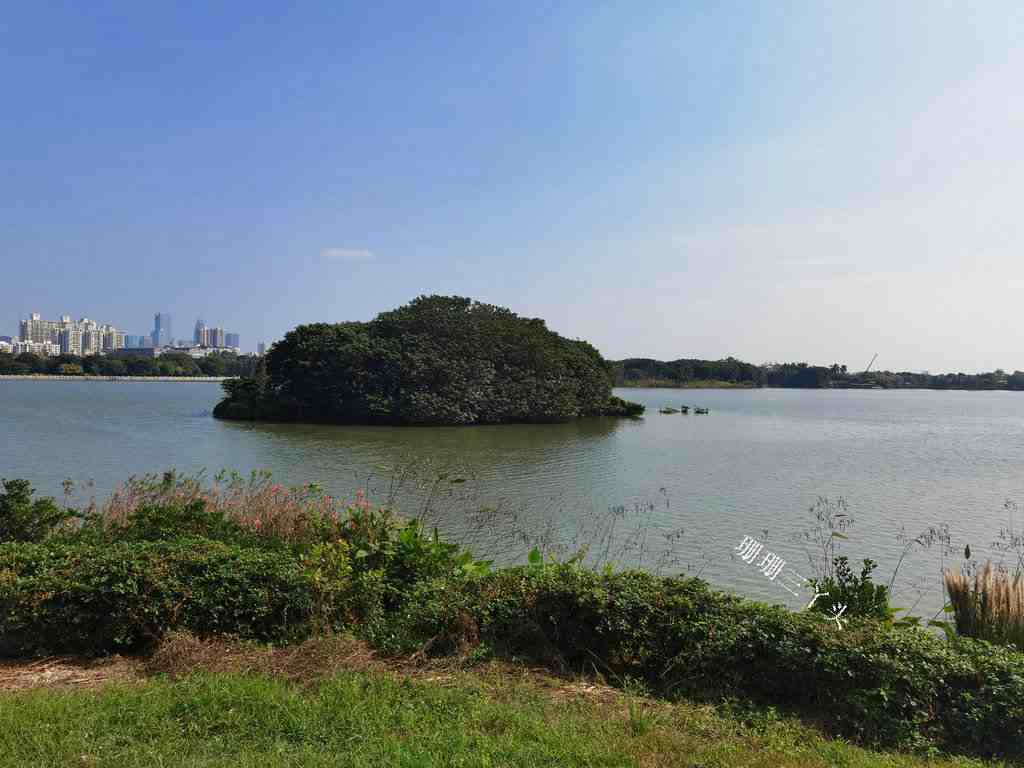 广州闹市有个“湖中小岛”，成小鸟天堂，吸引大量摄影发烧友