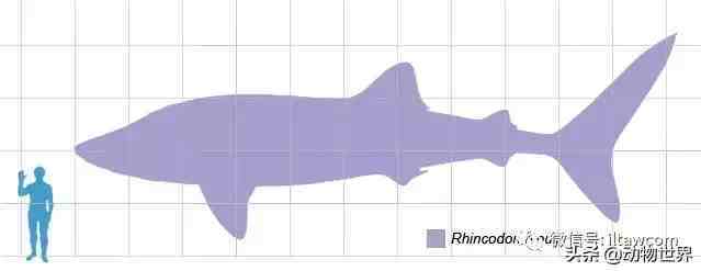 世界上体型最大的鱼类-鲸鲨