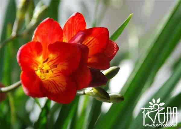 长春的市花是什么花，温室园艺女王君子兰
