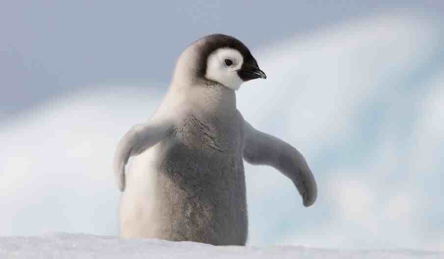 企鹅为什么不会飞 企鹅为什么不怕冷