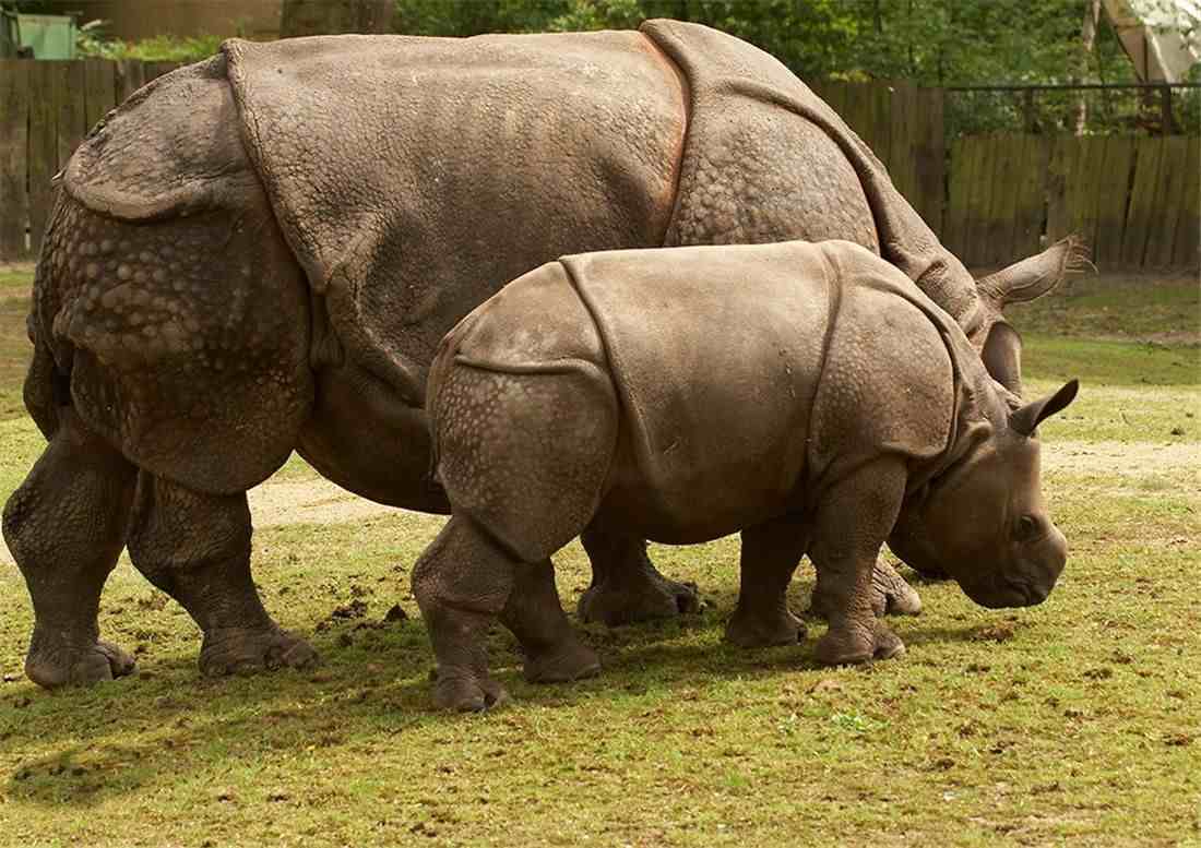爪哇犀牛头长独角，皮肤硬如盔甲，还是濒临灭绝，全球只剩72头