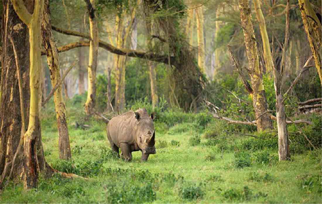 爪哇犀牛头长独角，皮肤硬如盔甲，还是濒临灭绝，全球只剩72头