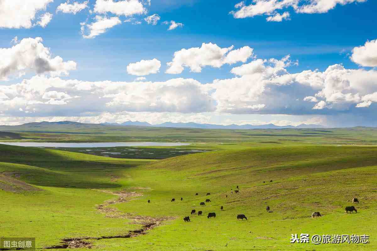 国内最美的4大草原，风吹草低见牛羊，你去过几处？