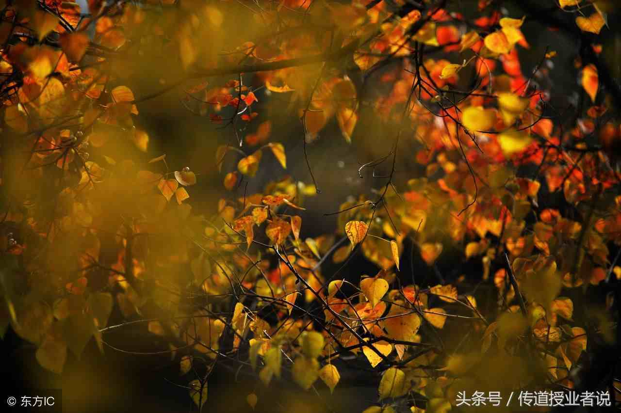 优秀作文展览：五篇关于描写秋天景色的满分作文（精选）