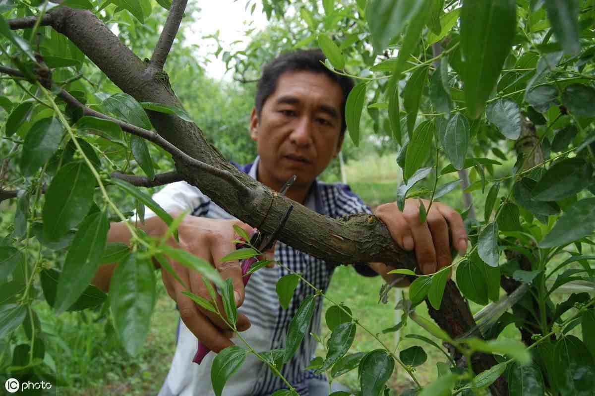 枣树春天修剪图图片