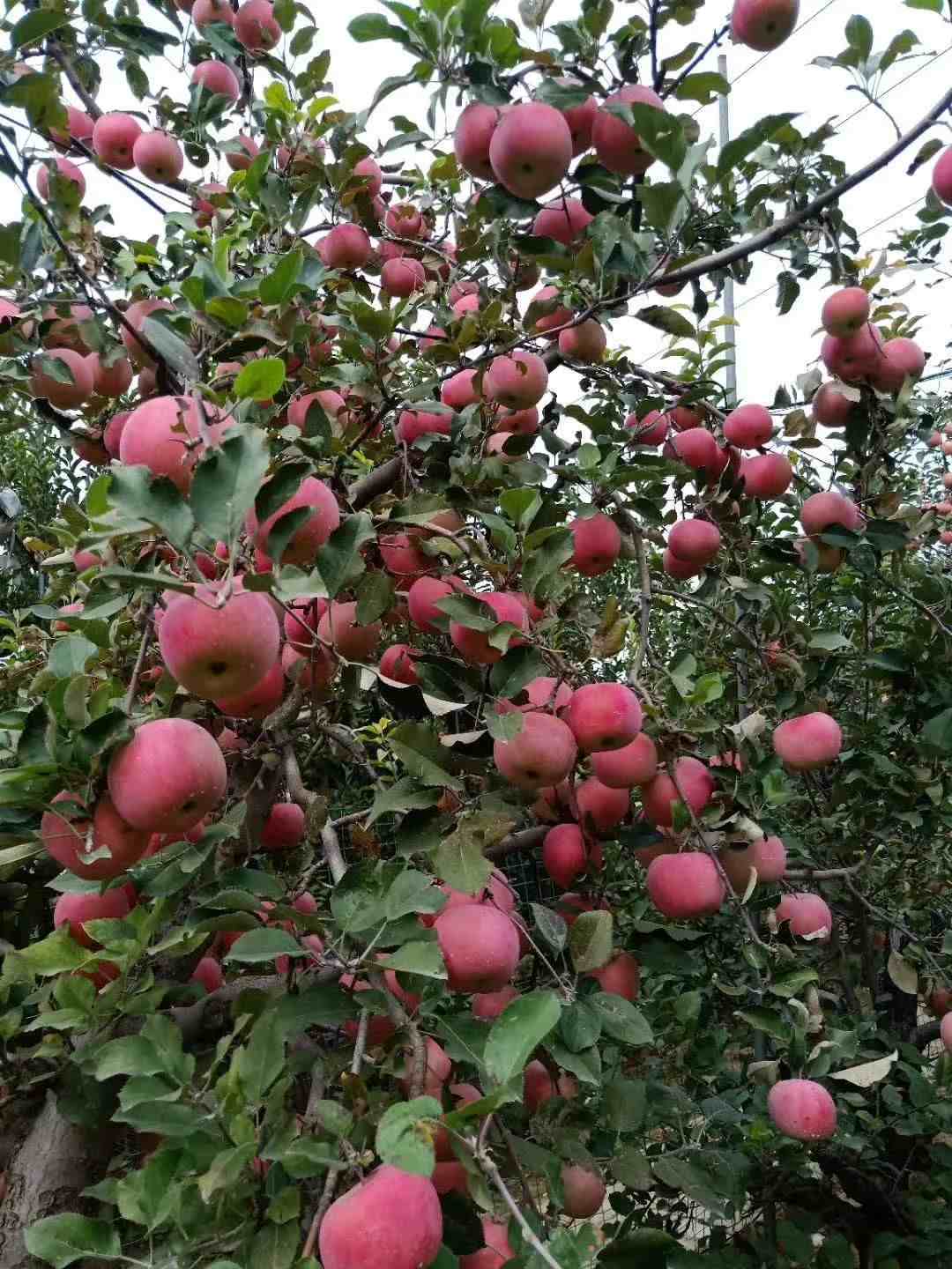 又是一年秋风起|散文欣赏:又是一年秋风起