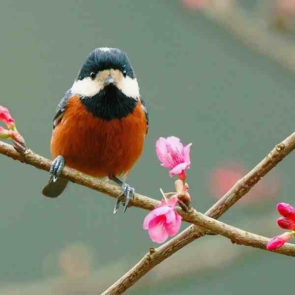「美图」48种漂亮的鸟，画花鸟的赶紧收藏！
