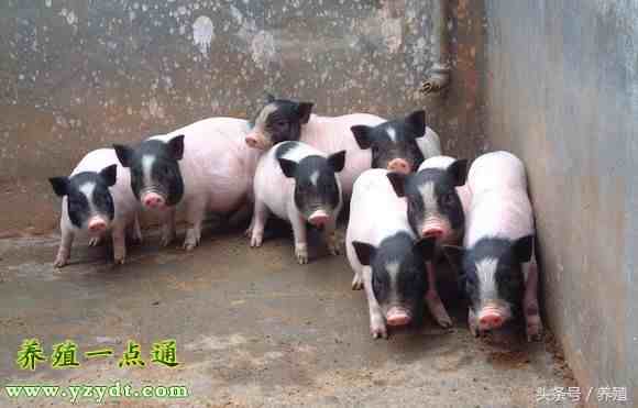 香猪养殖|养殖香猪50头的利润