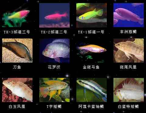 鱼缸鱼类大全名称图片图片