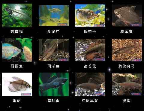 热带鱼名称及图片大全图片