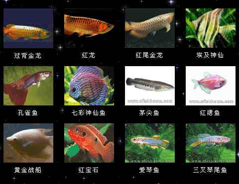 热带观赏鱼名称配图片图片