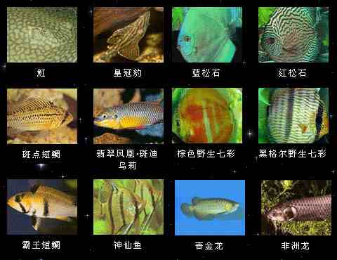 热带鱼名字及图片大全图片