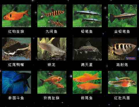 热带鱼名字及图片大全图片