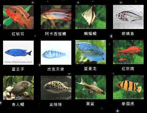 常见的鱼 名字图片