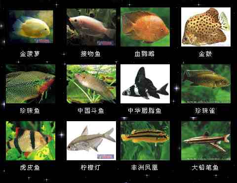 淡水观赏鱼排行榜图片