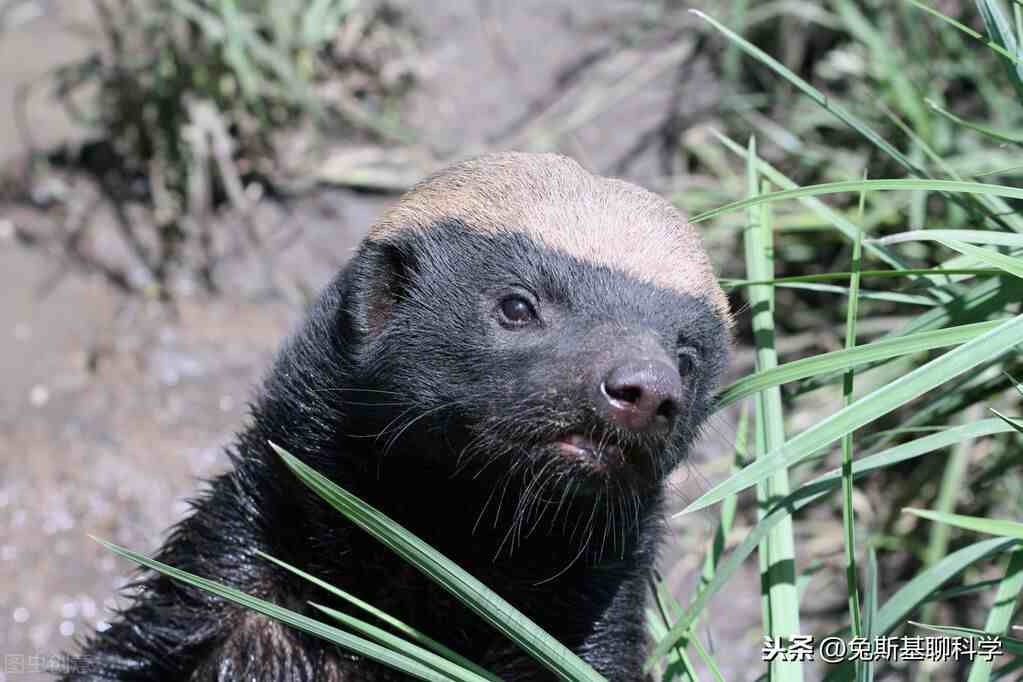 世界上最无所畏惧的动物平头哥|非洲平头哥蜜獾遇上科莫多龙，谁更厉害