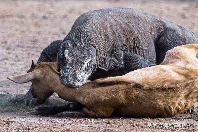 最无所畏惧的动物，非洲平头哥蜜獾遇上科莫多龙，谁更厉害？