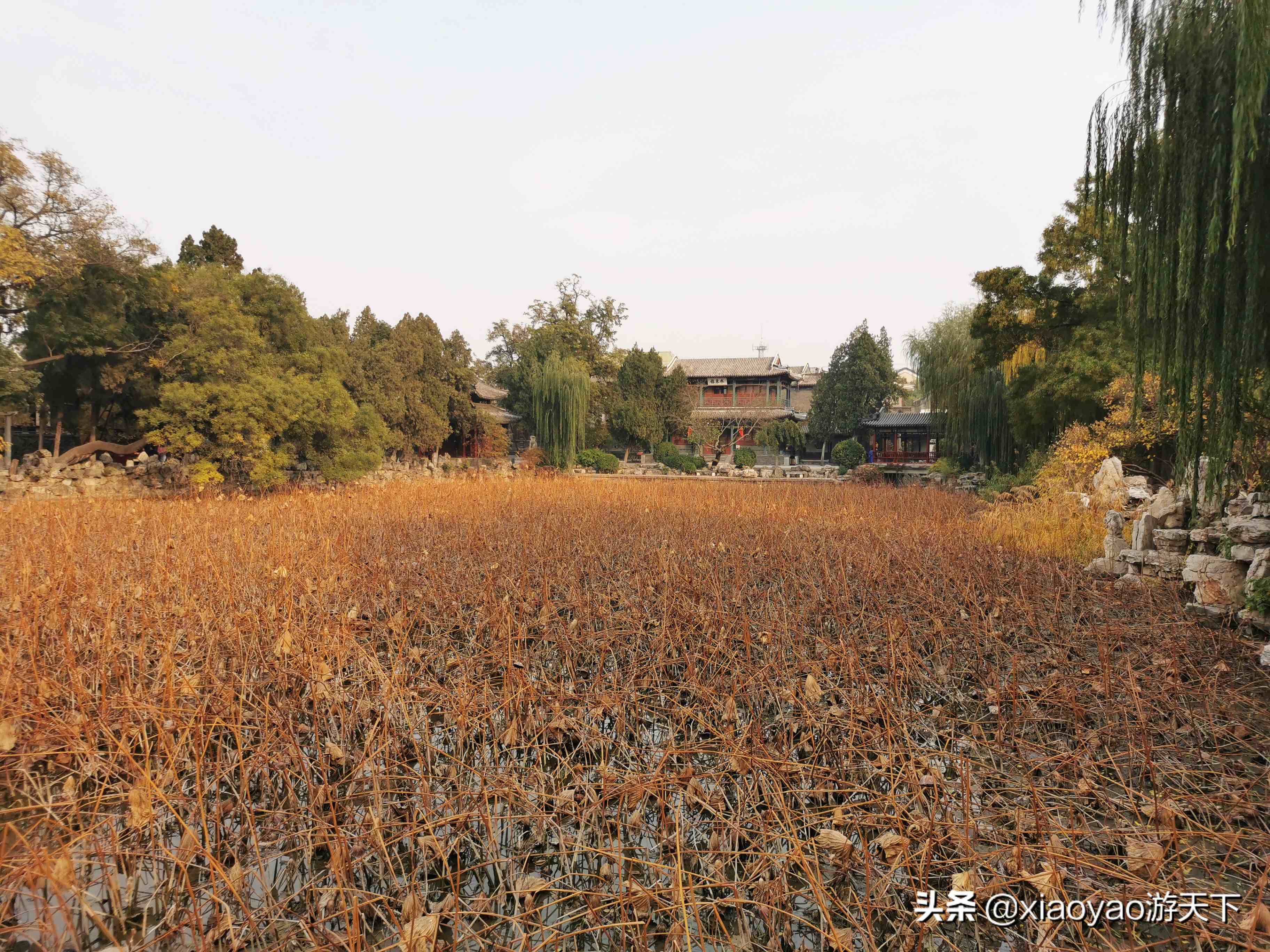 古莲花池|古莲花池景点介绍