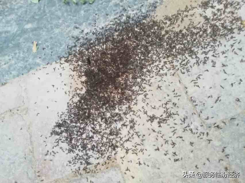 还记得小时候看见蚂蚁搬家，代表什么吗？临汾今晚的天气会回答！